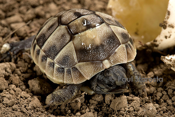 Testudo hermanni (tortue d'Hermann) - jeune à l'éclosion