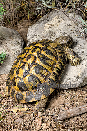 Testudo hermanni (tortue d'Hermann) - se mettant au soleil