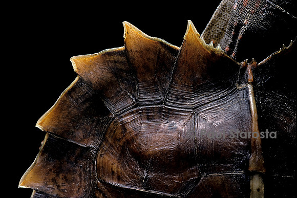 Heosemys spinosa (tortue soleil)