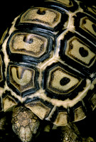 Geochelone pardalis (tortue léopard) - jeune