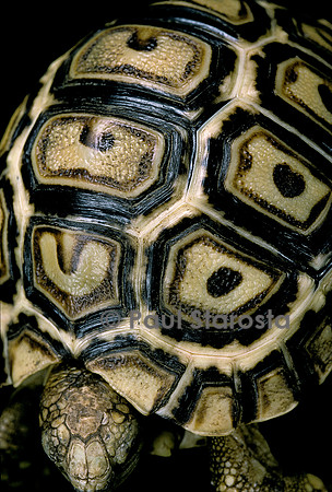 Geochelone pardalis (tortue léopard) - jeune