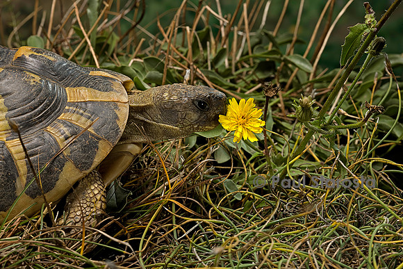 Testudo hermanni (tortue d'Hermann) - sentant une fleur