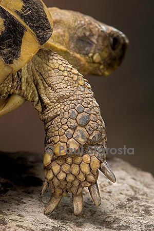 Testudo hermanni (tortue d'Hermann) - patte avant