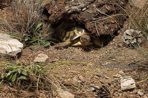 Testudo hermanni (tortue d'Hermann) - sortant de son abri