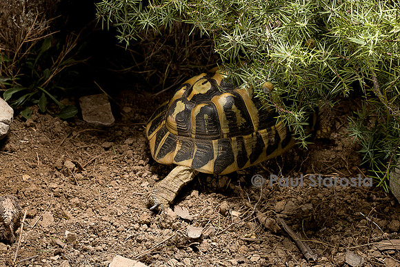 Testudo hermanni (tortue d'Hermann) - se mettant à l'ombre