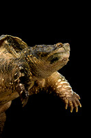 Chelydra serpentina (tortue serpentine)