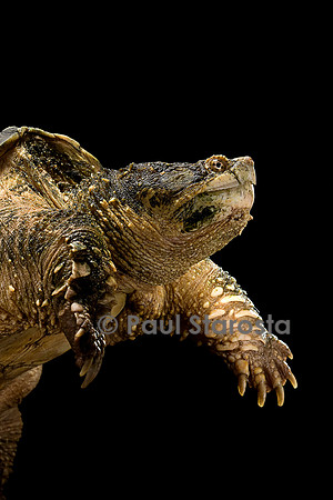Chelydra serpentina (tortue serpentine)