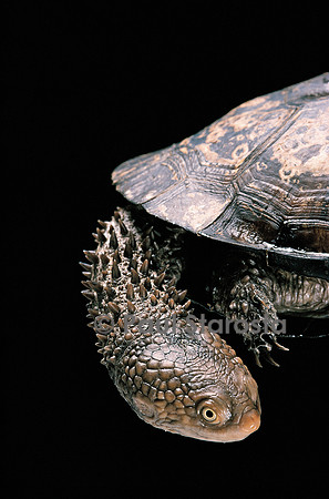 Acanthochelys spixii