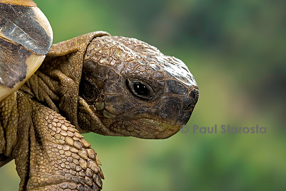 Testudo hermanni (tortue d'Hermann) - tête