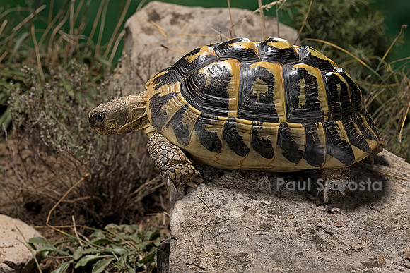 Testudo hermanni (tortue d'Hermann) - au bord d'une marche