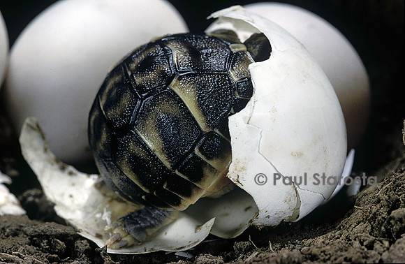 Testudo hermanni (tortue d'Hermann) - éclosion