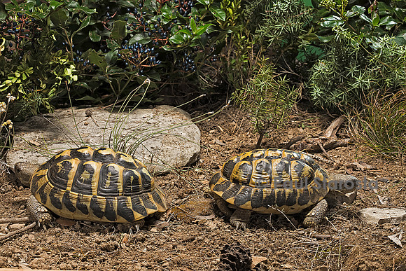 Testudo hermanni (tortue d'Hermann) - couple se séparant