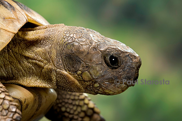 Testudo hermanni (tortue d'Hermann) - tête