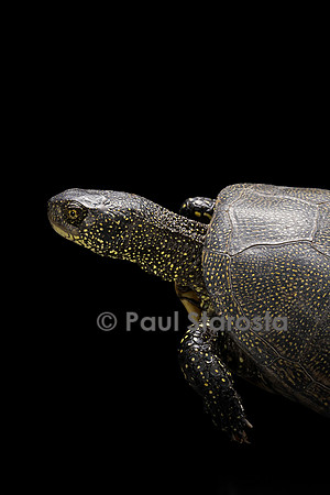 Emys orbicularis (cistude)