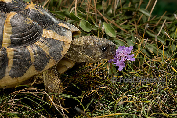 Testudo hermanni (tortue d'Hermann) - sentant une fleur
