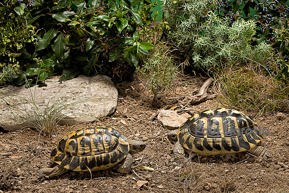 Testudo hermanni (tortue d'Hermann) - couple