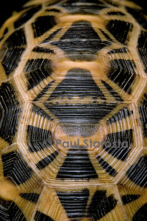 Pyxis arachnoides