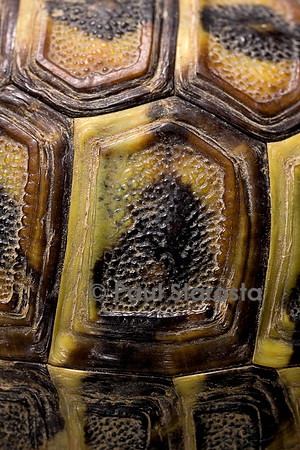 Testudo hermanni (tortue d'Hermann) - écaille de 1 an