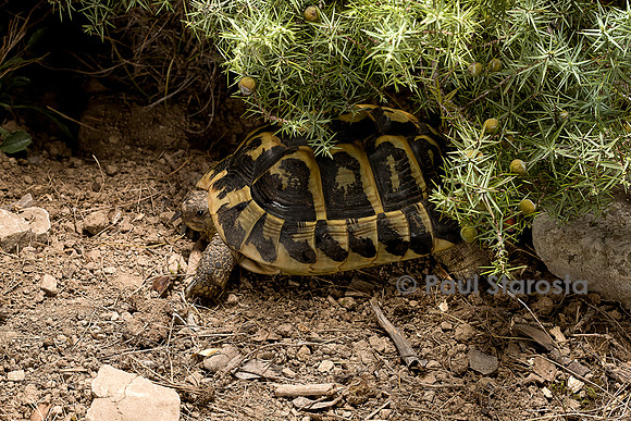 Testudo hermanni (tortue d'Hermann) - se mettant à l'ombre
