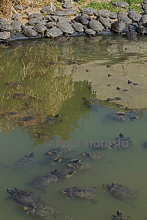 Association Tortues Passion. Bassins de tortues de Floride