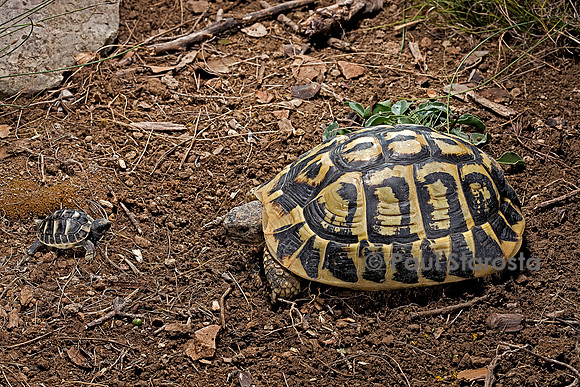 Testudo hermanni (tortue d'Hermann) - adulte et nouveau-né