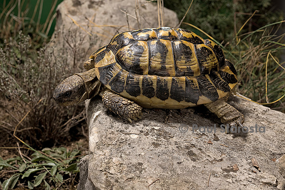 Testudo hermanni (tortue d'Hermann) - au bord d'une marche
