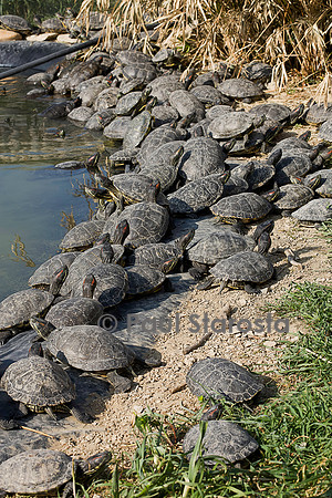 Association Tortues Passion. Bassins de tortues de Floride