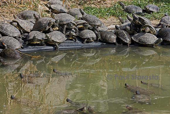 Association Tortues Passion. Bassins de tortues de Floride
