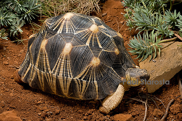 Astrochelys radiata (tortue étoilée)