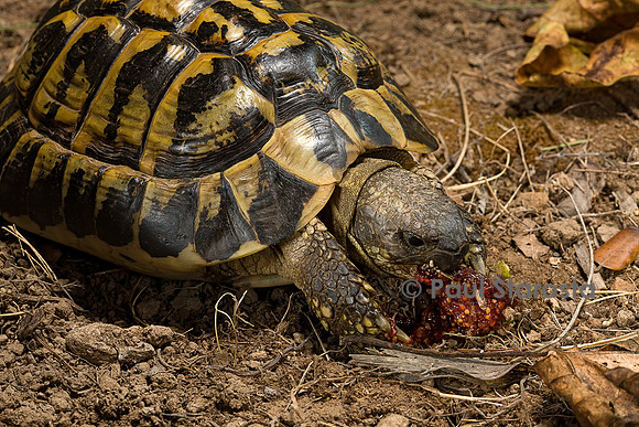 Testudo hermanni (tortue d'Hermann) - mangeant une figue