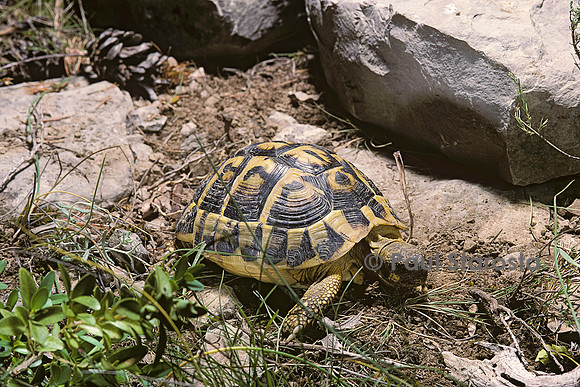 Testudo hermanni (tortue d'Hermann) - retournement