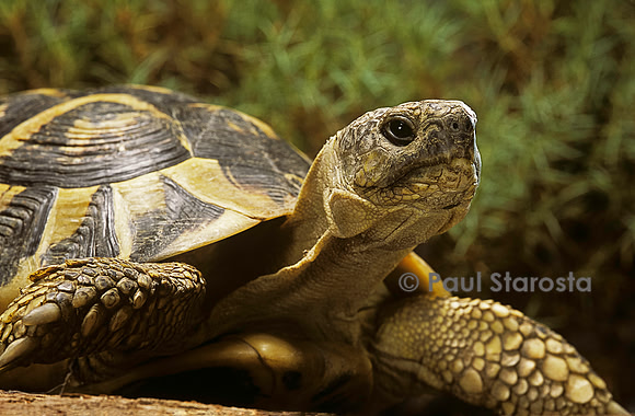 Testudo hermanni (tortue d'Hermann) - portrait