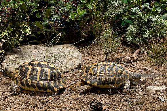Testudo hermanni (tortue d'Hermann) - couple se séparant