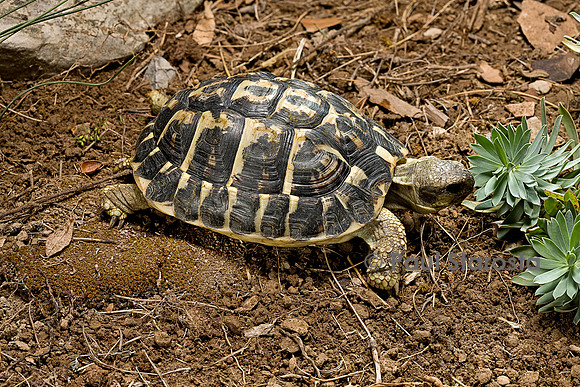 Testudo hermanni (tortue d'Hermann) - de 5 ans