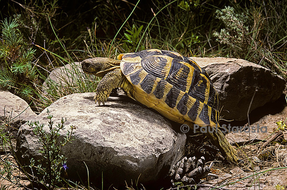 Testudo hermanni (tortue d'Hermann) - escaladant