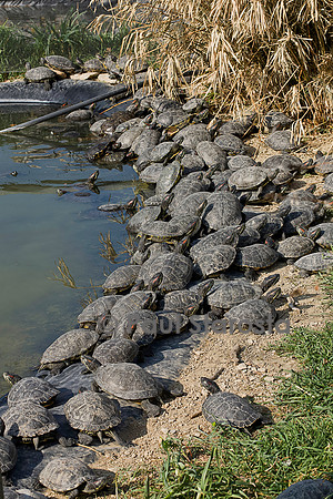 Association Tortues Passion. Bassins de tortues de Floride