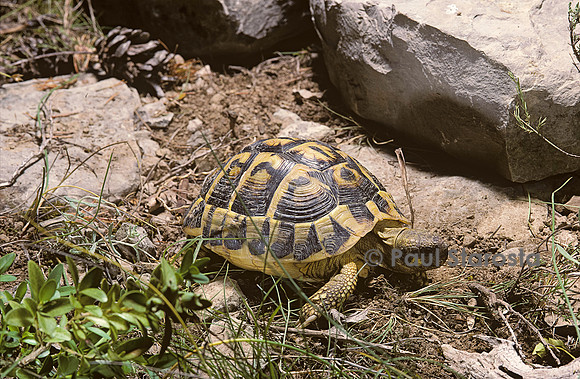 Testudo hermanni (tortue d'Hermann) - retournement