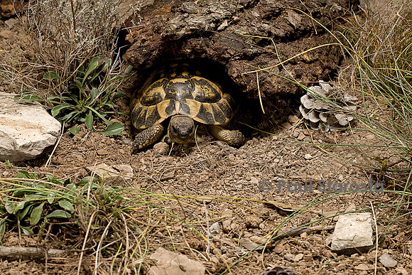 Testudo hermanni (tortue d'Hermann) - sortant de son abri