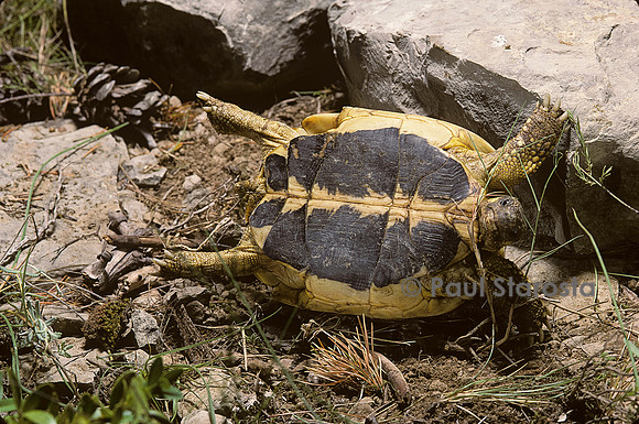 Testudo hermanni (tortue d'Hermann) - retournement
