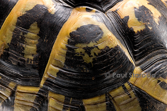 Testudo hermanni (tortue d'Hermann) - écaille de la carapace