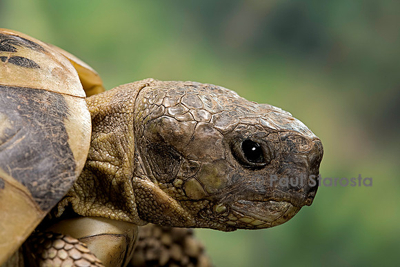 Testudo hermanni (tortue d'Hermann) - tête