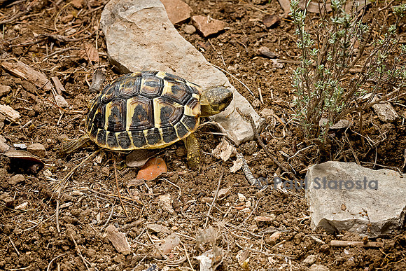 Testudo hermanni (tortue d'Hermann) - de 2 ans