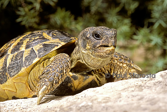 Testudo hermanni (tortue d'Hermann) - portrait