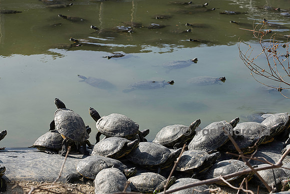 Association Tortues Passion. Bassins de tortues de Floride