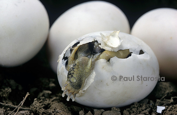 Testudo hermanni (tortue d'Hermann) - éclosion