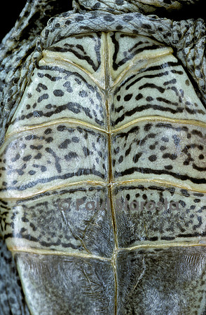 Malaclemys terrapin centrata (tortue diamant)