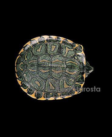 Trachemys dorbignyi