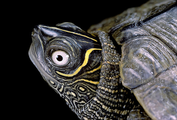 Graptemys pseudogeographica