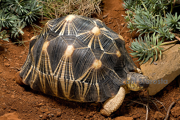 Astrochelys radiata (tortue étoilée)