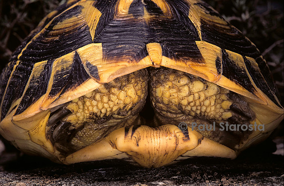 Testudo hermanni (tortue d'Hermann) - rentrée dans sa carapace